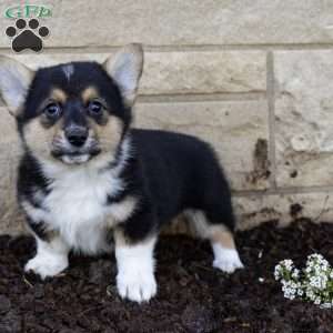Aaron, Pembroke Welsh Corgi Puppy